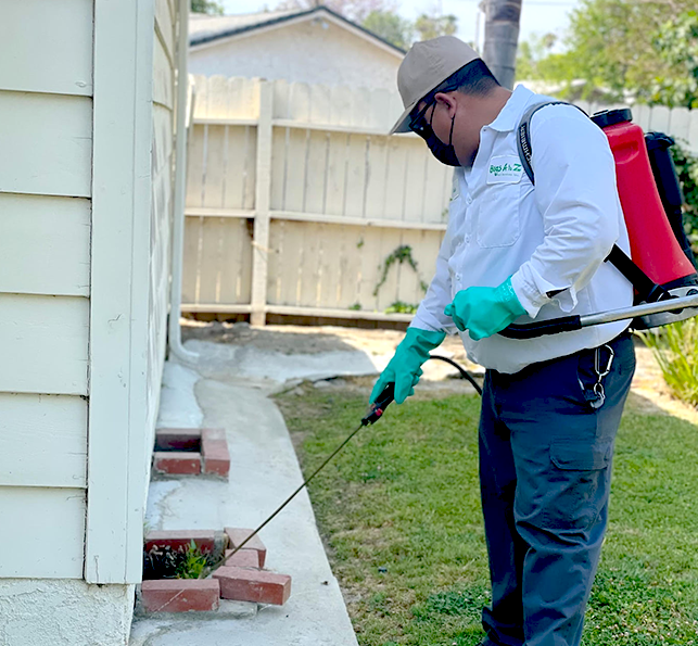 Home pesticide treatment