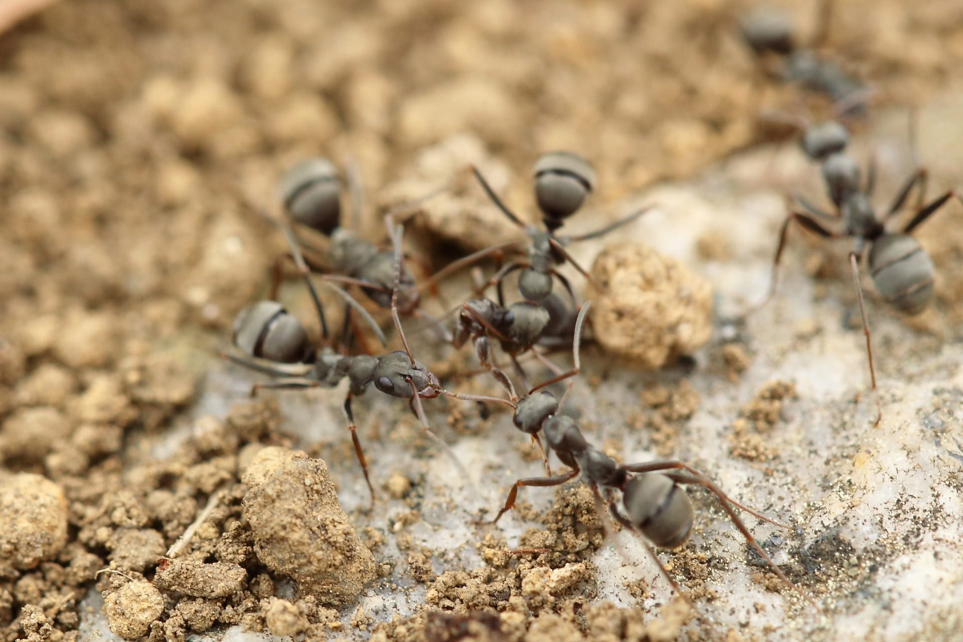 Black ants foraging