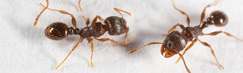 Emergency Pest Control